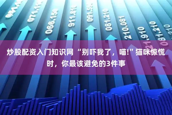 炒股配资入门知识网 “别吓我了，喵!”猫咪惊慌时，你最该避免的3件事