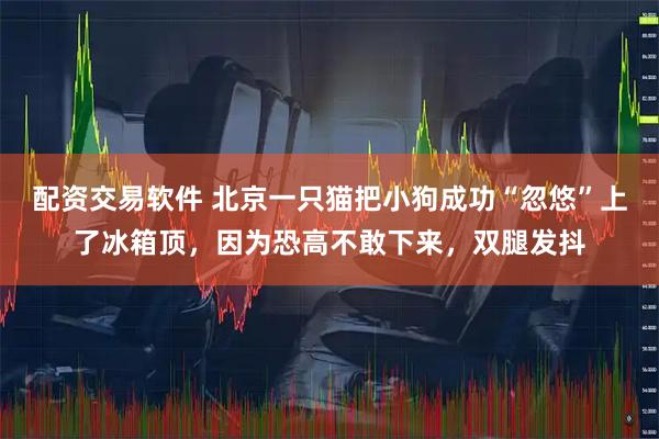 配资交易软件 北京一只猫把小狗成功“忽悠”上了冰箱顶，因为恐高不敢下来，双腿发抖